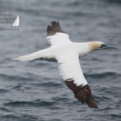 A gannet bird flying over the ocean with wings spread wide.