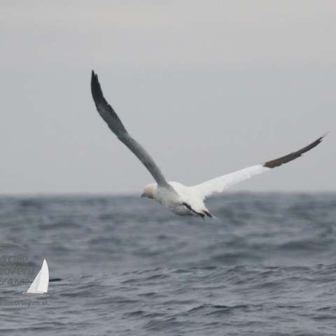 Bird with long wings flying over ocean waves under a cloudy sky.