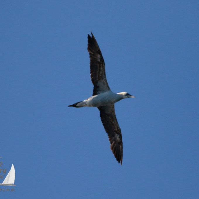 A gannet soaring in blue sky with wings spread, logo in bottom left corner.