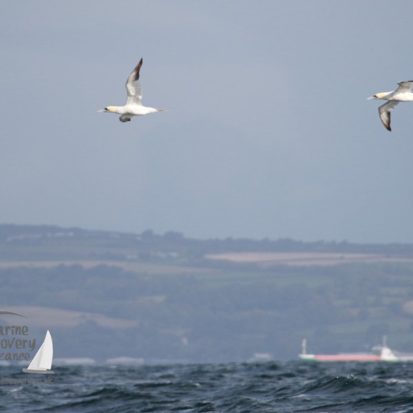gannets looking north