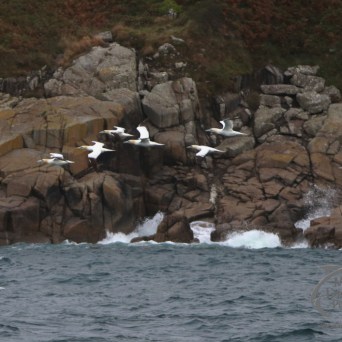 Gannets flying over rocky shoreline with waves crashing.