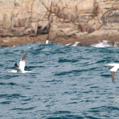 Two gannets flying over ocean with rocky cliffs in the background.