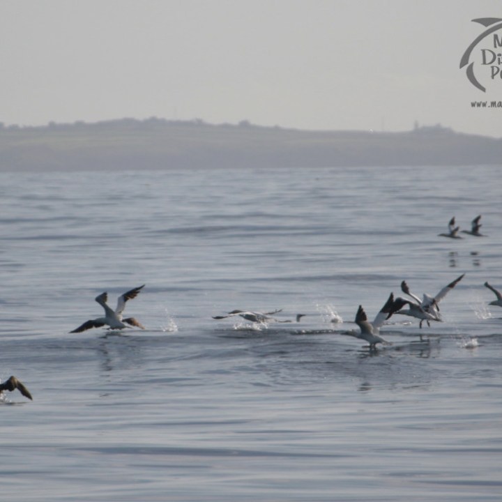 Gannets taking off from calm ocean with distant land in background.