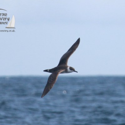Seabird flying over ocean waves with cloudy sky background.