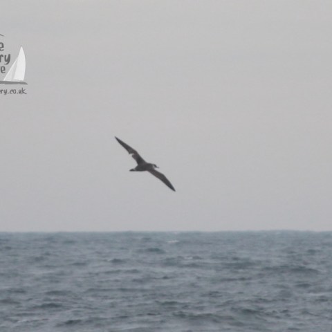 A bird in flight over the ocean with a logo in the top left corner.