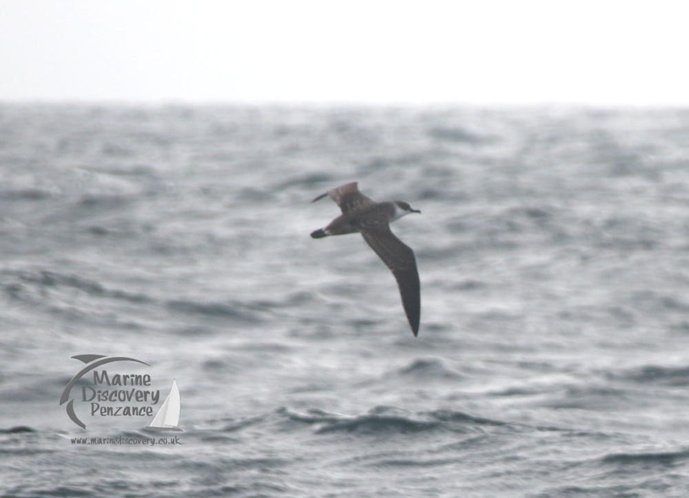 A seabird flying over choppy ocean waves under an overcast sky.