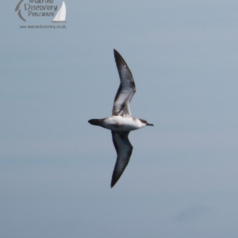 Seabird soaring over calm water with reflection, logo reads 'Marine Discovery Penzance'.