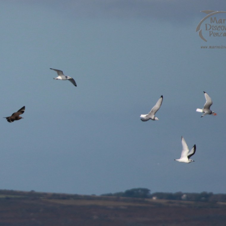 Great skua Chasing Kittiwakes