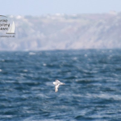 Seagull flying over the ocean with distant cliffs in the background.