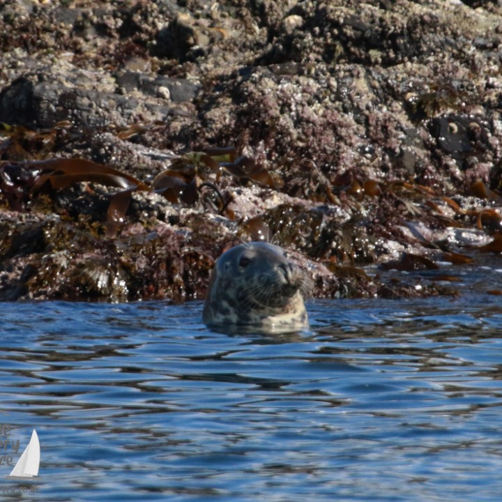 A seal head emerges from the water near rocky shoreline with seaweed.