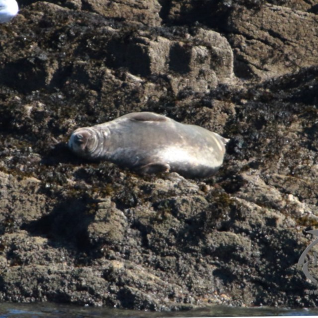 Seal resting on rocky shore with a seagull in the background.