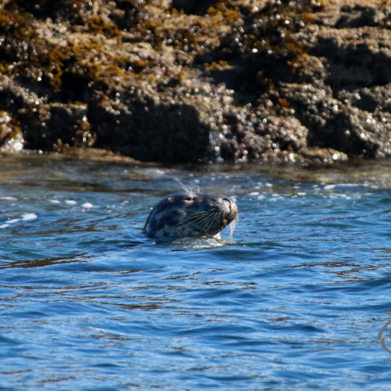 Seal swimming near rocky shore with seaweed on a sunny day.