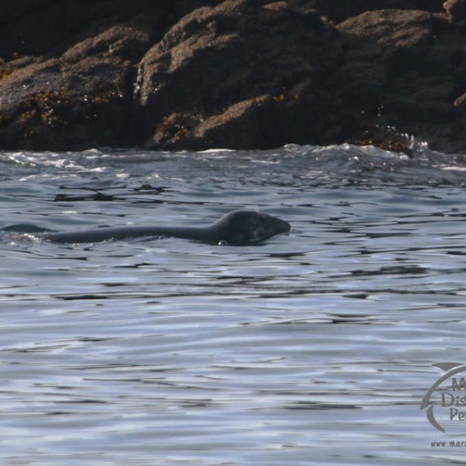 Seal swimming near rocky shore with sunlight reflecting on water.