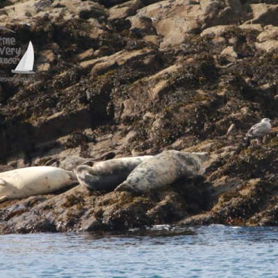 Seals resting on rocky shore with a seagull nearby.