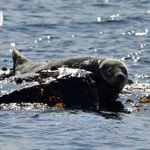 Seal resting on a rock in the ocean with seaweed and sparkling water surface.