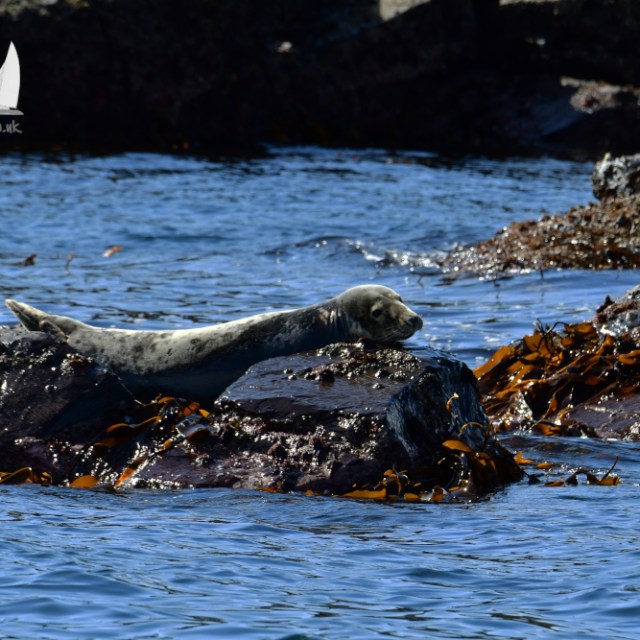 Seal resting on a rock in the sea surrounded by seaweed.