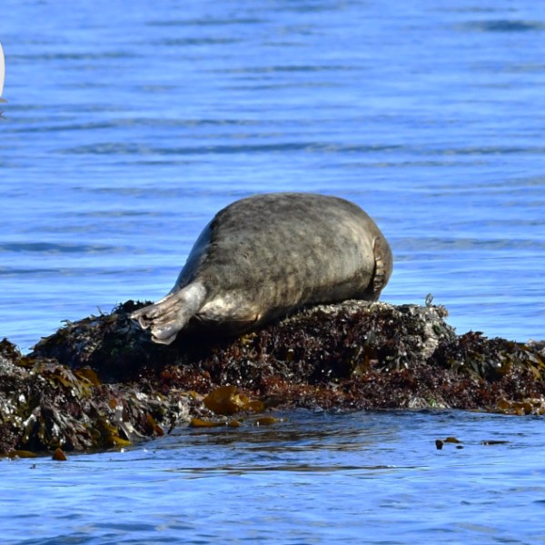 Seal resting on rocks with two seagulls nearby, surrounded by blue ocean waters.