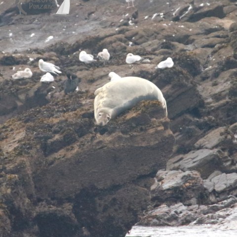 Seal resting on rocky shore with seagulls around.