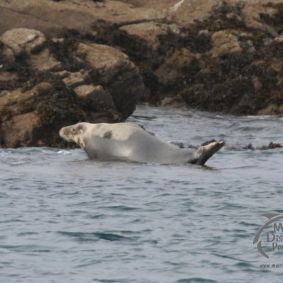 Seal resting on rocky shore by the sea with brown rocks in the background.