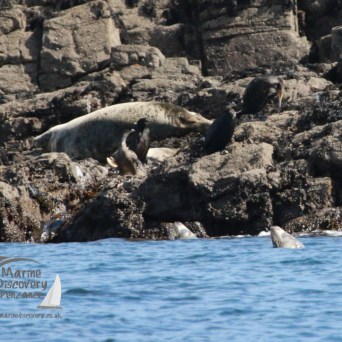 Seals and birds resting on rocky shore beside the sea.