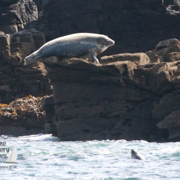 Seal resting on a rocky cliff above ocean waves, with another seal swimming below.