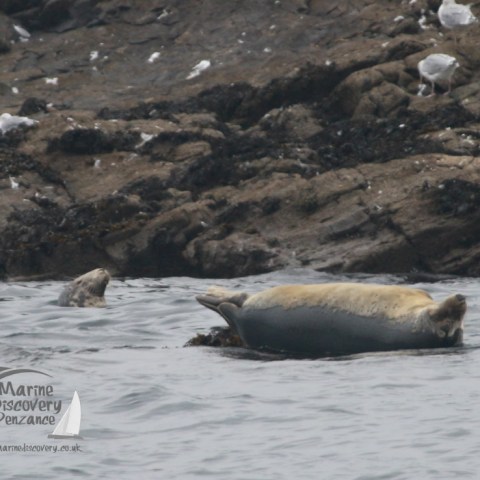 grey seals