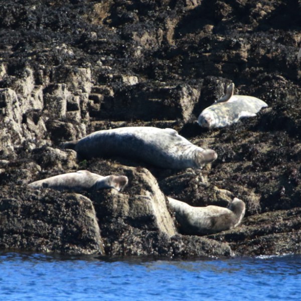 grey seals