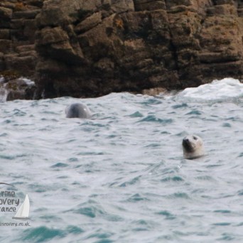 Two seals swimming near rocky shore with waves.