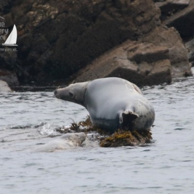 Seal resting on rocks near shore with water and more rocks in the background.