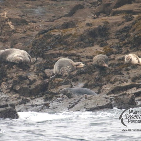Seals resting on rocky shoreline with waves in foreground.