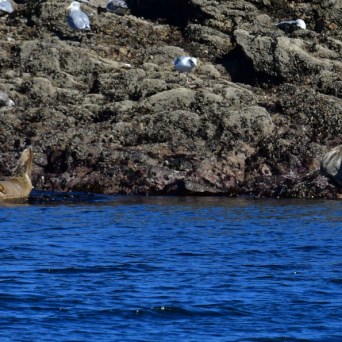 Two seals on rocky shore with resting seagulls, one seal in water waving flipper.