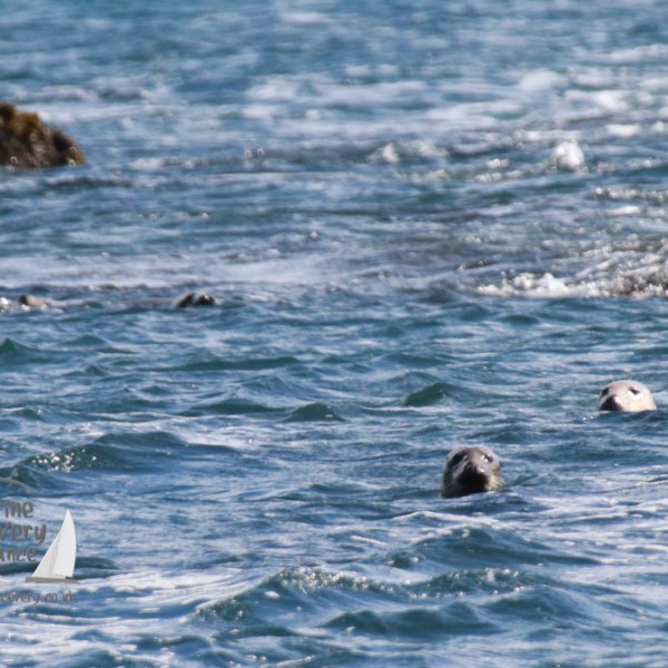 Seals swimming with heads above water in a rocky sea area.