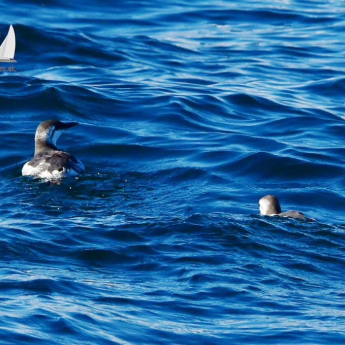Two seabirds swimming in blue ocean waves under clear sky.