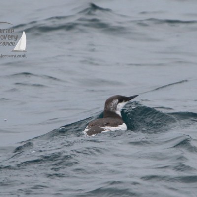 Bird swimming on waves in the sea, logo on top left corner.