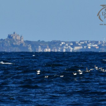 Flock of birds flying over the sea with a castle and town in the background.