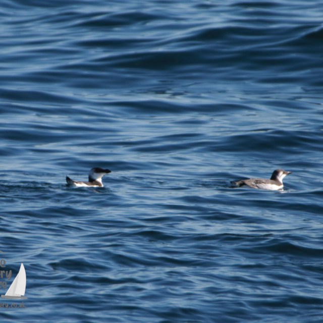 gullemot and razorbillswimming in blue ocean water.
