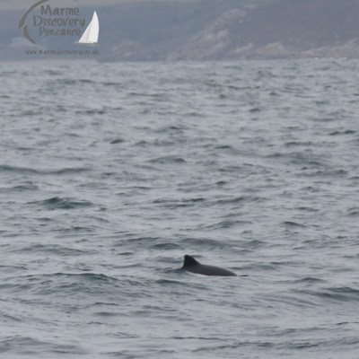 Porpoise dorsal fin above water in a choppy sea with hills in the background.