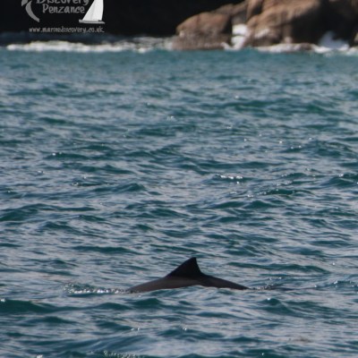 Porpoise fin above water near rocky shore with waves.