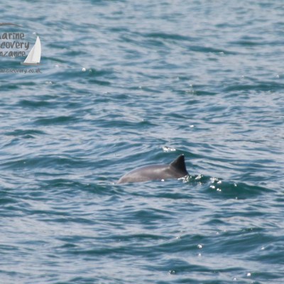 Fin of a porpoise emerging from the water surface in a calm sea.