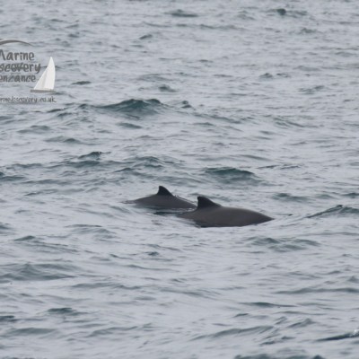 Two porpoises swimming in a wavy sea.