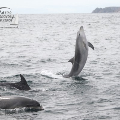 Three dolphins swimming, with one leaping out of the water in a marine setting.