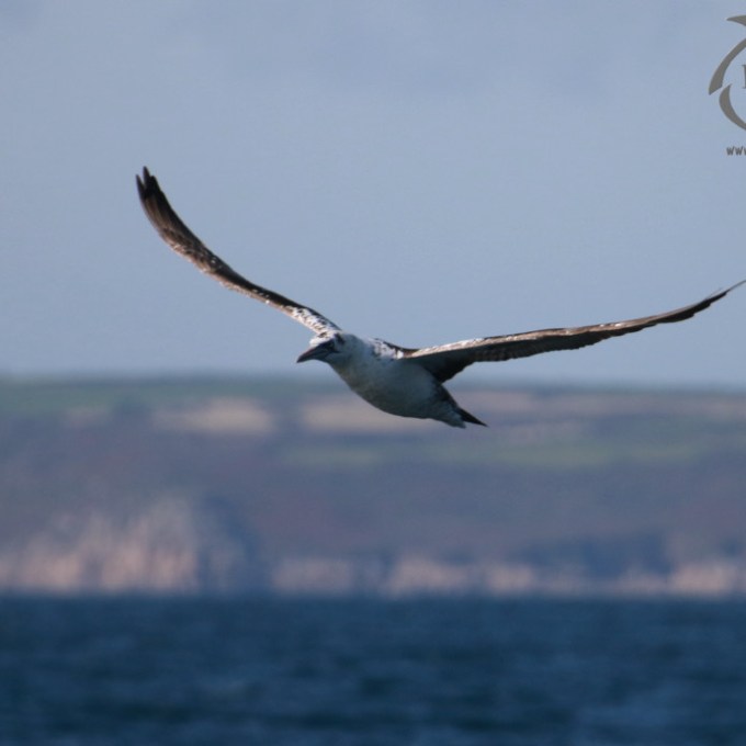 gannet