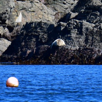 Seal resting on rocky shore with a buoy floating in the foreground on blue water.