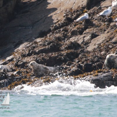 Seals and seagulls on rocky shore with seaweed and splashing waves.
