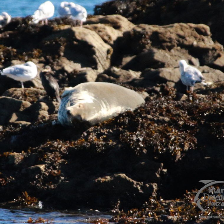 Seal resting on rocks with seagulls nearby, ocean in background.