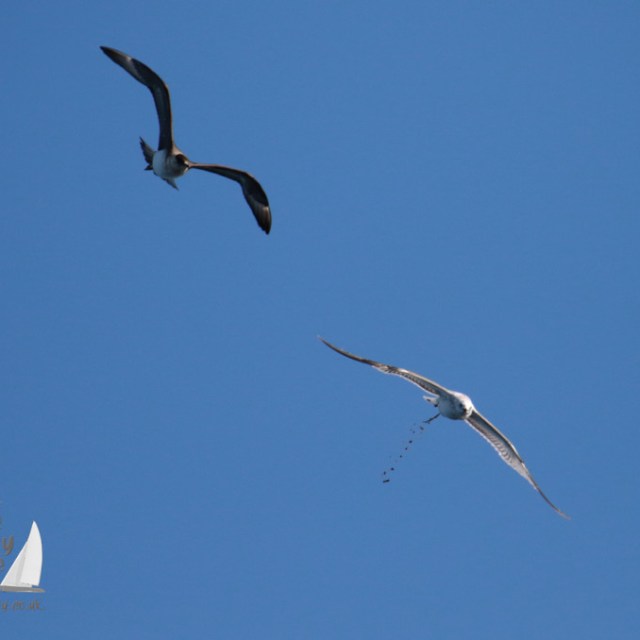 Arctic skua and kittiwake flying in a clear blue sky with one seagull dropping waste.