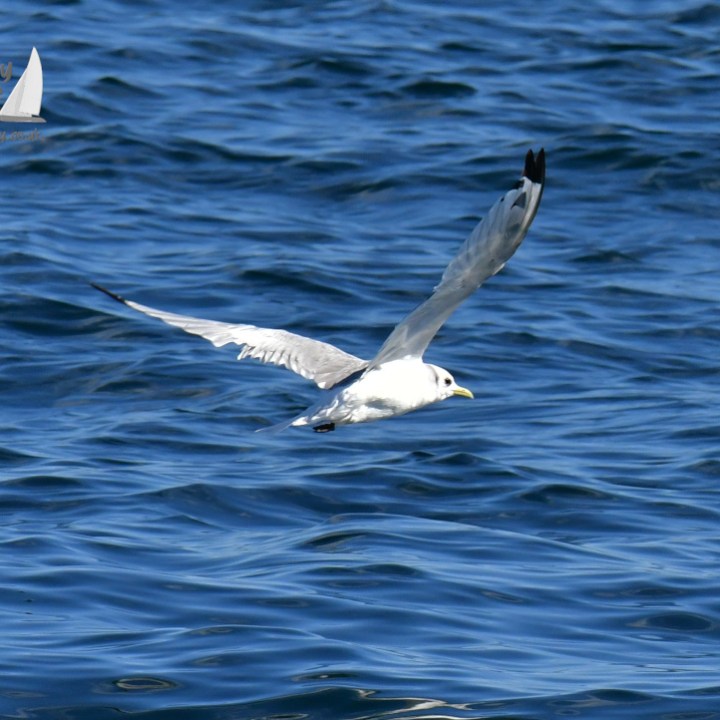 A Kittiwake flying over ocean waves.