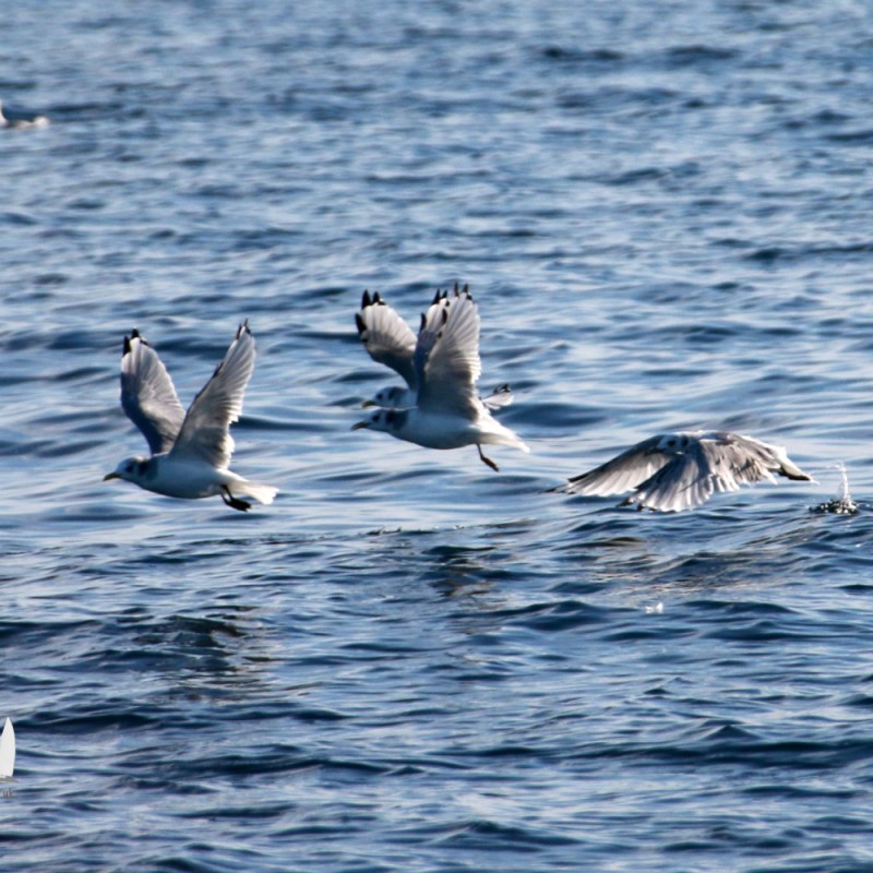 Three kittiwakes flying low over the ocean on a sunny day.