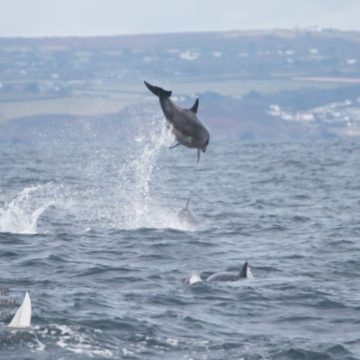 Dolphin leaping above ocean waves with distant coastline in background.
