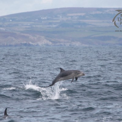 Dolphin leaping out of the water with coastal hills in the background.